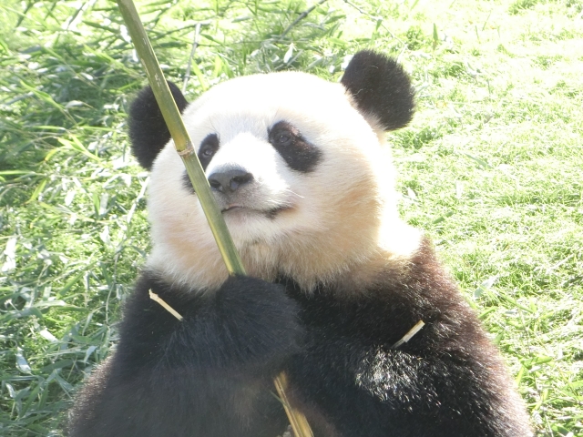 パンダの祖先は竹でなく肉を食べていた？！